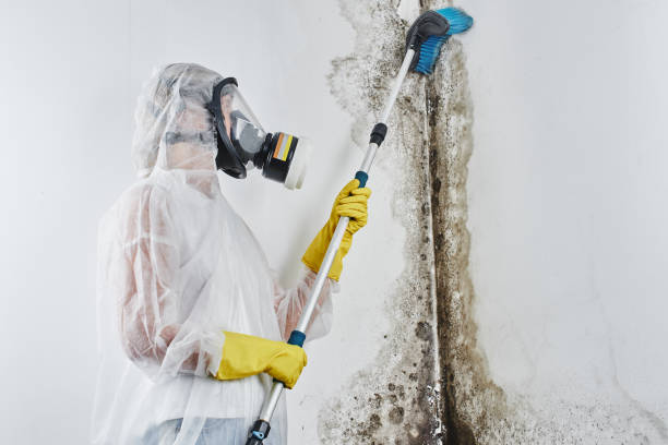 Trusted East Berwick, PA Mold Removal Experts