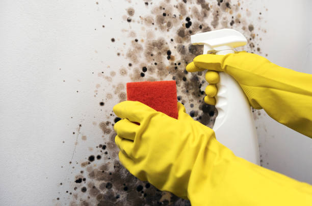 Best Same-Day Mold Removal  in East Berwick, PA