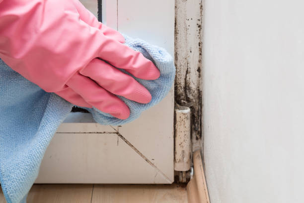 Mold Removal and Inspection in East Berwick, PA