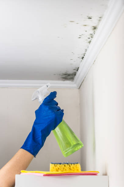 Mold Testing and Removal in East Berwick, PA